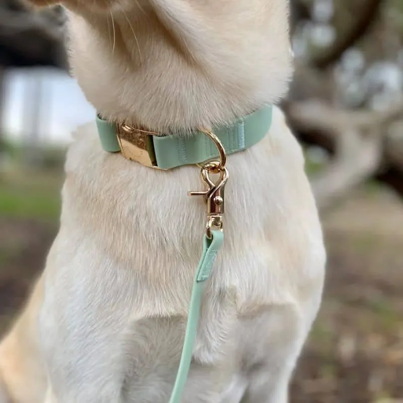 COLLIER POUR CHIEN WATERPROOF - PISTACHE