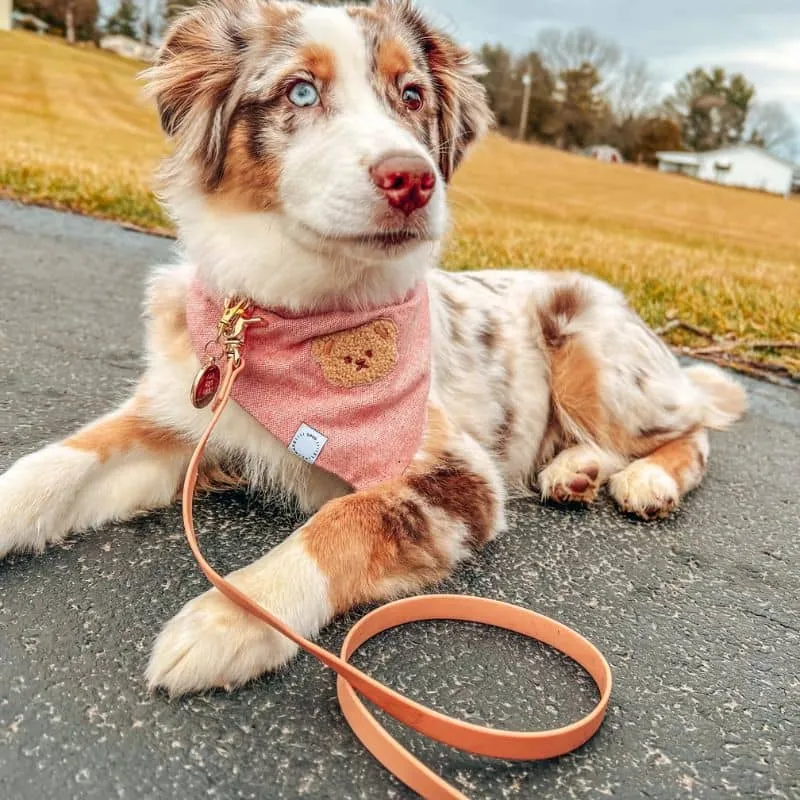 LAISSE POUR CHIEN WATERPROOF - MARRON CHAI