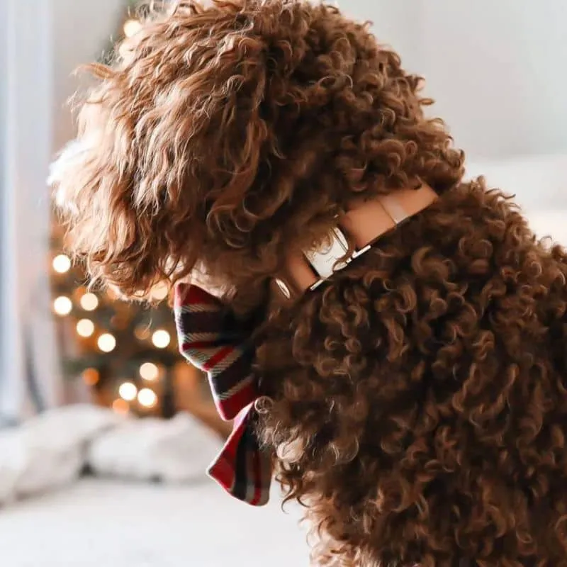 COLLIER POUR CHIEN WATERPROOF - MARRON CHAI