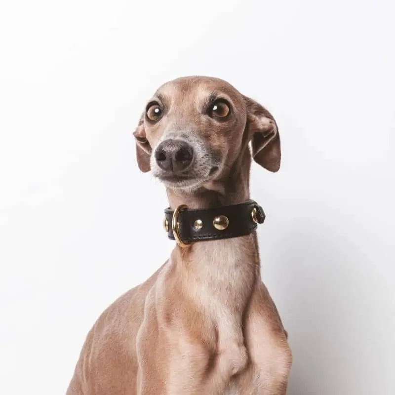 COLLIER EN CUIR POUR CHIEN - NOIR AVEC CLOUS RONDS DORÉS
