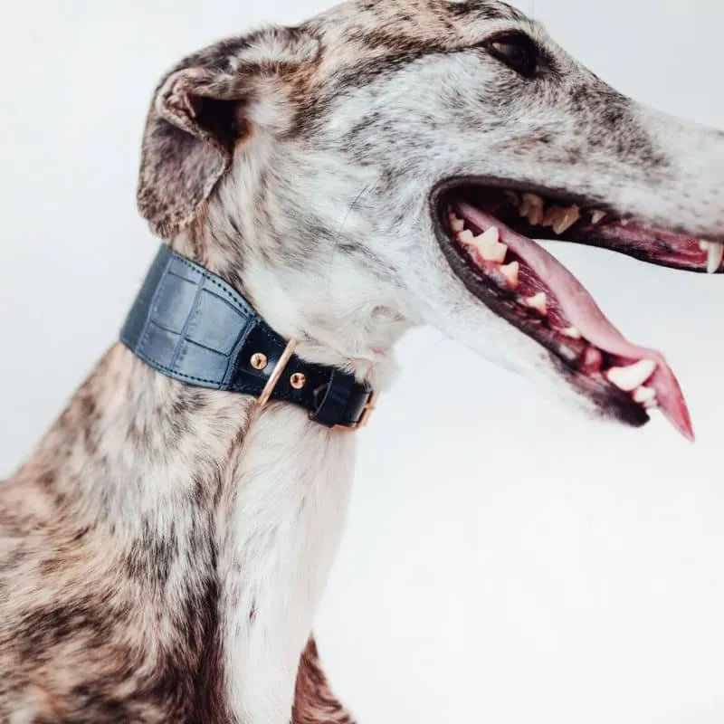 COLLIER EN CUIR POUR LÉVRIER - CROCODILE BLEU MARINE