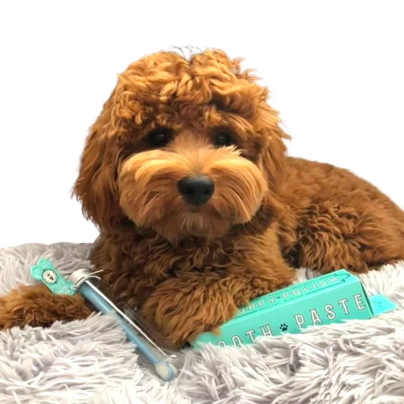 DENTIFRICE NATUREL POUR CHIEN