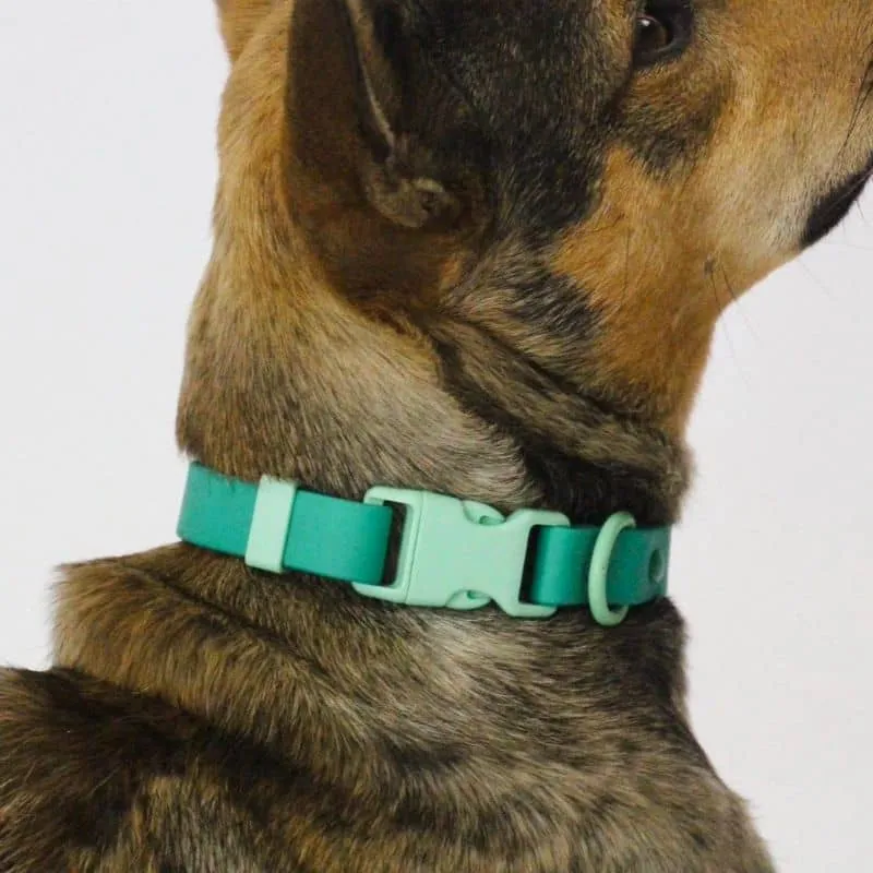 COLLIER POUR CHIEN WATERPROOF - BICOLORE VERT