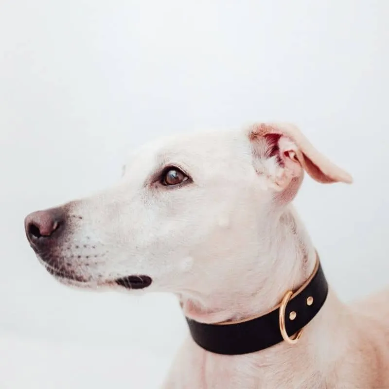 COLLIER EN CUIR POUR CHIEN - NOIR