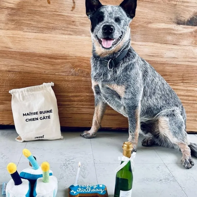 KIT D'ANNIVERSAIRE POUR CHIEN 🎂