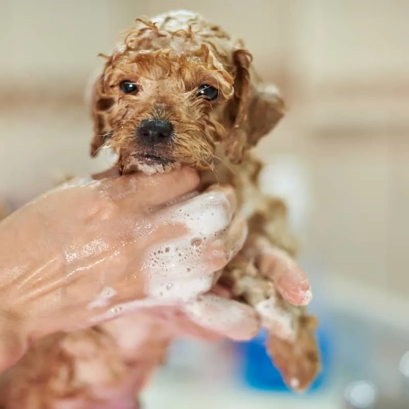 SHAMPOING MY PUPPY - POUR CHIOT