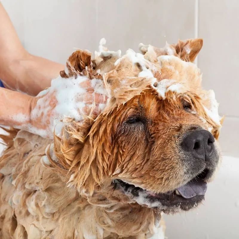 SHAMPOING UNIVERSEL PROTEIN PLUS - POUR CHIEN