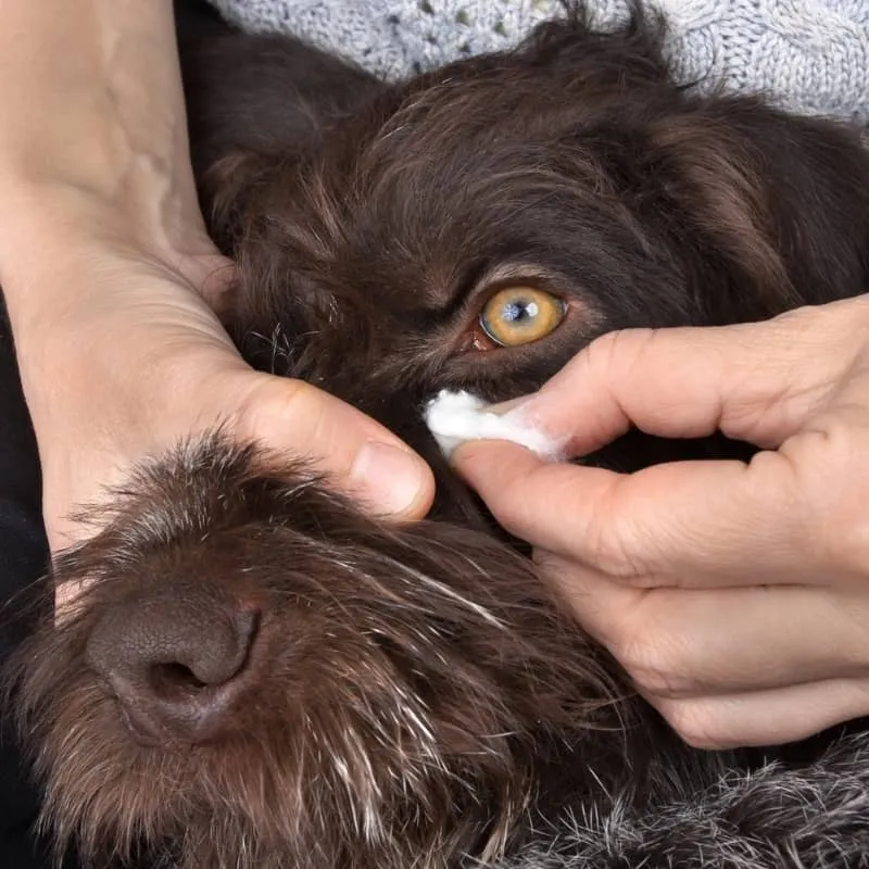 LOTION NETTOYANTE POUR LES YEUX CLEAN EYE - POUR CHIEN