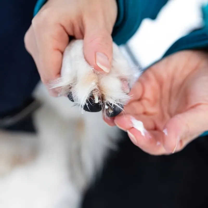 BAUME TRUFFE ET COUSSINETS PAW BALM - POUR CHIEN ET CHAT