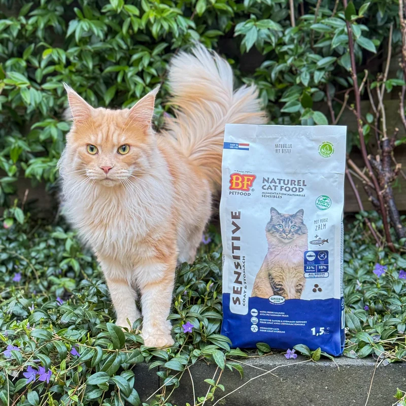 Croquettes hypoallergénique au saumon sans céréales pour chat
