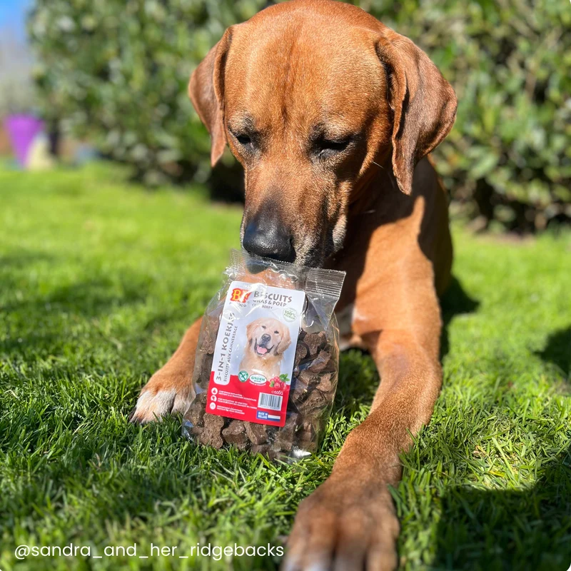 Biscuits cranberry pour chien