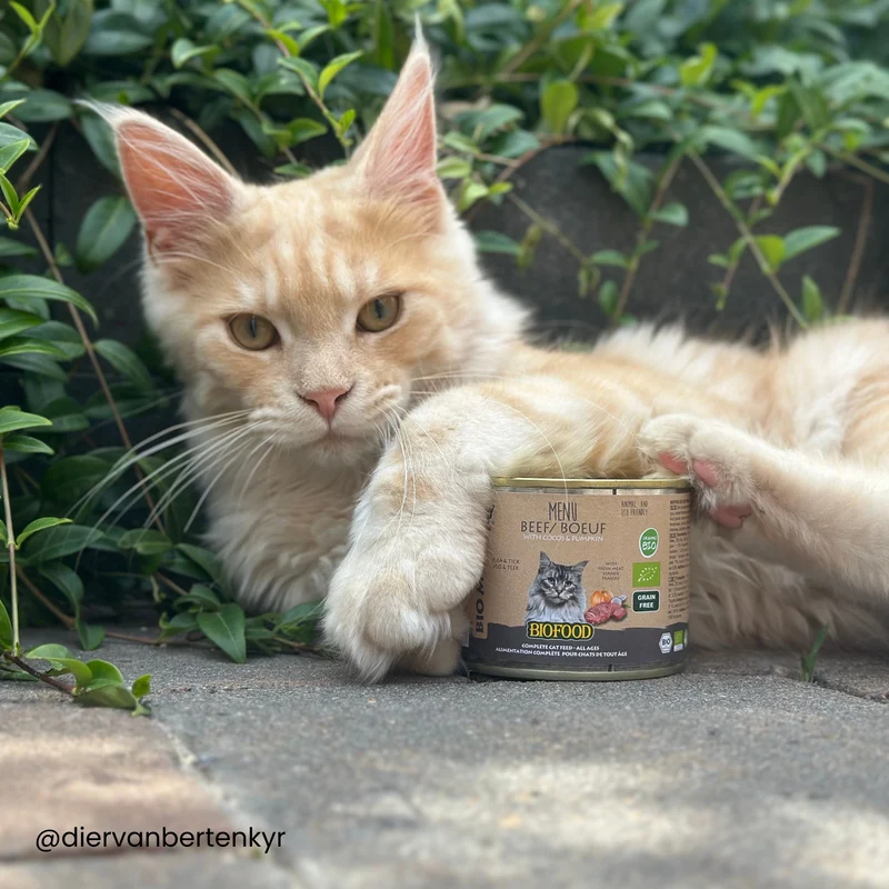 Pâtée BIO au bœuf pour chat