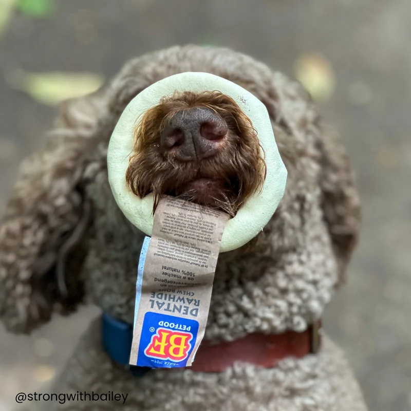 Donut à mâcher pour chien