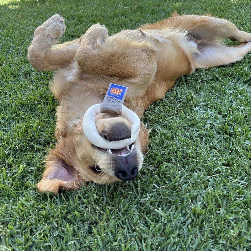 Donut à mâcher pour chien