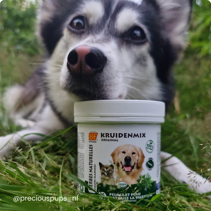 Herbes naturelles digestion pour chien et chat