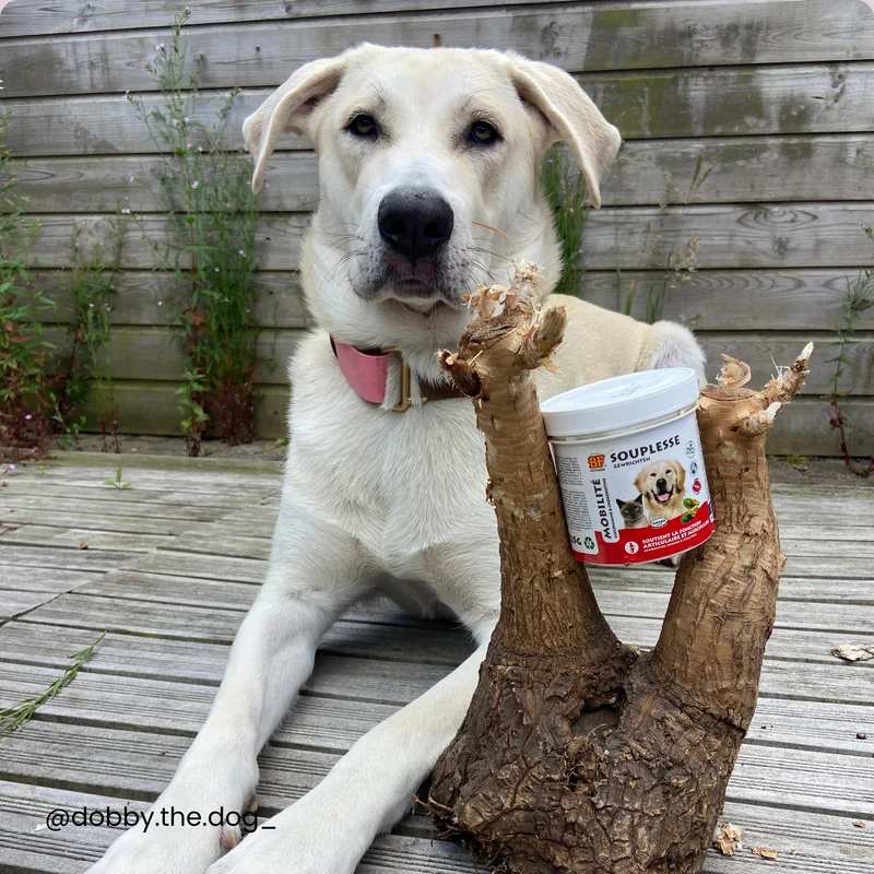 Herbes Souplesse articulaire pour chien et chat