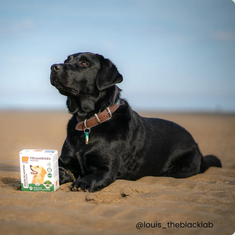 Bonbons aux algues : Complément alimentaire Digestion pour chien