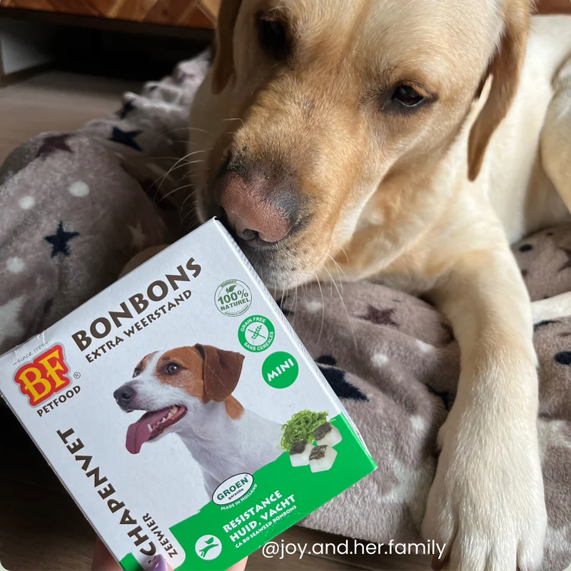 Bonbons aux algues : Complément alimentaire Digestion pour chien