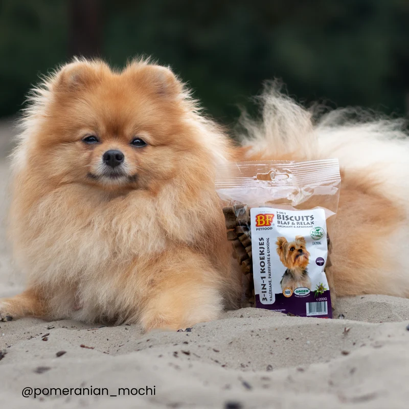 Biscuits relax pour chien calmants et apaisants