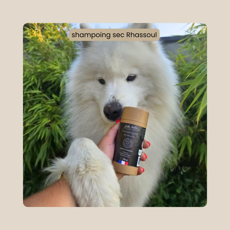 Shampoing sec pour chien et chat