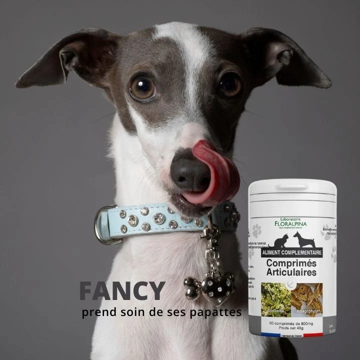 Complément alimentaire arthrose chien et chat