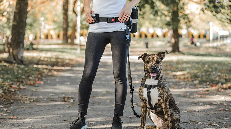 GO FRESH PET Ceinture & Laisse Mains-Libre Noir