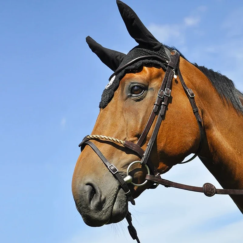 BRIDON EVOLUTION CORDE | IHWT
